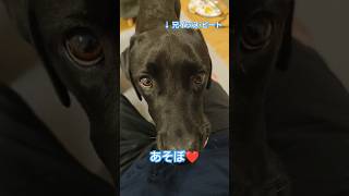 ボール遊びのはずが突然切り替わる兄イッヌ ラブラドールレトリバー ラブラドール labrador [upl. by Gerbold]