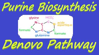 Purine Biosynthesis  Denovo Pathway of Nucleotide Metabolism [upl. by Ibrik]