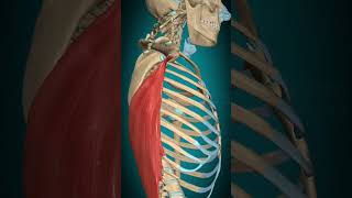 Latissimus dorsi muscle action Humerus Adduction anatomy muscle [upl. by Bryna]