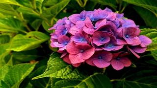 ❤️ HORTENSIAS Dicas de como PODAR para fazer ela FLORESCER 🌷🌷hortensia jardin flores [upl. by Rolf]