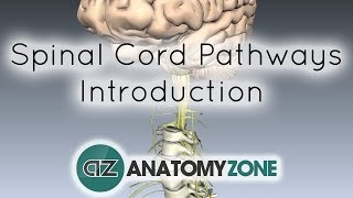 Spinal PathwaysTracts  Part 1  Introduction  Anatomy Tutorial [upl. by Egief]