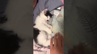 shortvideo funny funnypetschannel yourcat cat funnypetslife pets yourpet catvideos [upl. by Kaete]