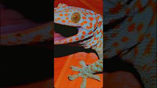 Gecko Sound mp3 [upl. by Amled605]