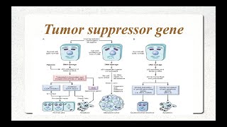 Molecular Basis of cancer Part 2 Tumor Suppressor Genes [upl. by Nero198]