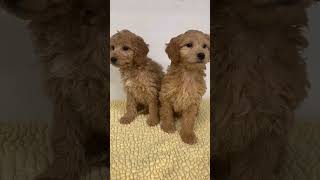 Mini Goldendoodle Puppies for Sale [upl. by Amena150]