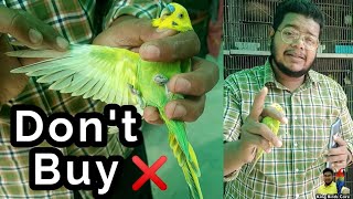 How to buy a healthy parrot  Budgies kaise kharide  Australian parrot buying tips [upl. by Rennane]