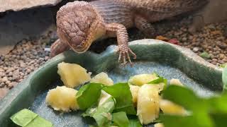 Gidgee Skinks Eating Mustard Greens and Banana [upl. by Allets381]