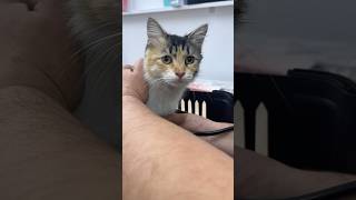 presterilization control animeedit music kitten sterilization catlover [upl. by Aral]