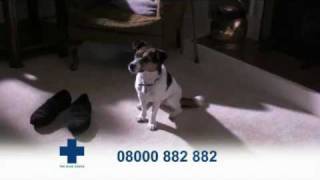 Blue Cross TV Advert  Dogs [upl. by Maritsa]