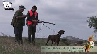 9ª Taça Ibérica de St º Huberto em Mértola [upl. by Lletnom993]