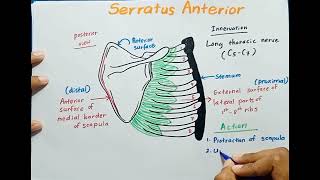 Serratus Anterior muscle  Origin  Insertion  Innervation  Actions [upl. by Lamont]