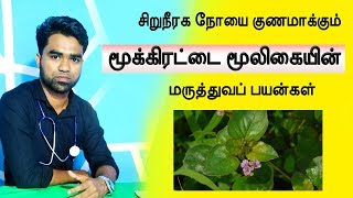 சிறுநீரக நோயை குணமாக்கும் மூக்கிரட்டை  boerhavia diffusa medicinal uses in tamil [upl. by Notserc]