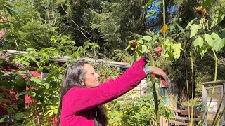 Pruning Raspberries and Sunflower Stalks [upl. by Ettezoj]