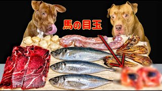 【犬の食事】ピットブルに馬の目玉をあげたらヤバい事になりました犬の咀嚼音 [upl. by Ycul]