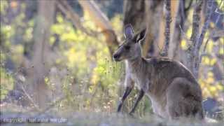 Eastern grey kangaroo Macropus giganteus [upl. by Aierb677]