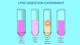 lipid digestion experiment [upl. by Cj]