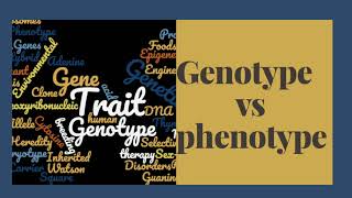 GENOTYPE VS PHENOTYPE [upl. by Blunk]