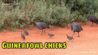 Vulturine Guineafowl With Chicks [upl. by Arriaet]