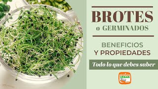 Germinados o brotes alimento con múltiples beneficios para la salud [upl. by Shayna]