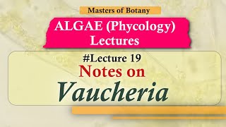 Lecture 19  Vaucheria Life Cycle Chlorophyceae  Algae Lecture Notes [upl. by Lalo778]