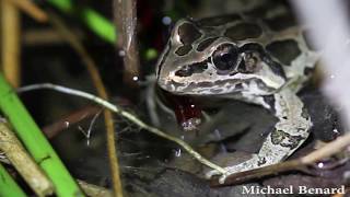 Song of the Pickerel Frog [upl. by Nemra]