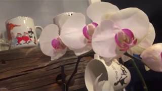 How I rescue Phalaenopsis orchids that have root loss [upl. by Brooke]