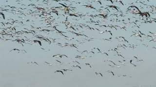 Snow Geese from last Thursday October 17 2024 east of Airdrie Alberta [upl. by Kolnos698]