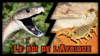 Mamba noir Vs Scorpion  Qui est le roi des animaux venimeux en Afrique [upl. by Irec]