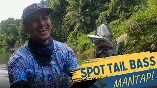 SPOT TAIL BASS MENTAWAI [upl. by Mencher]