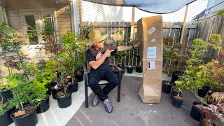 Whitman Farms Japanese Maple Unboxing Video [upl. by Veronika]