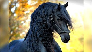 8 Most Beautiful Horses on Planet Earth [upl. by Alena]