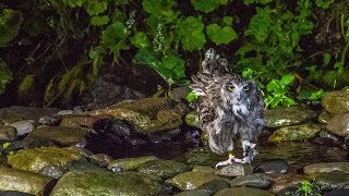 羅臼のシマフクロウ Blakiston’s fish owl [upl. by Eerehc698]