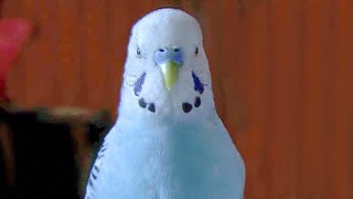 Our Beautiful Talking Budgie Fabio [upl. by Standing]