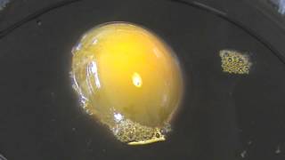 Demonstration of Osmosis using an Egg [upl. by Bradway]