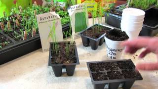 How to Seed Start Asparagus Indoors  Save a Year by Starting Early  TRG2016 [upl. by Lilak]