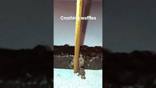 crushing waffles belgian waffles best waffle recipe [upl. by Ais]