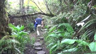 Ballade dans la Forêt de Bébour à la Réunion [upl. by Ahseetal]