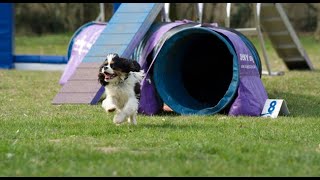 Cavalier King Charles  débuts en agility [upl. by Reid884]