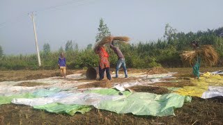 rice threshing Hand beating method [upl. by Nohsyar452]