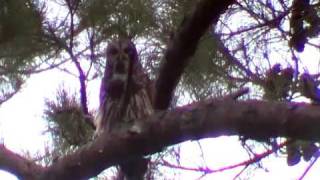 Barred Owl Hooting [upl. by Harutek]