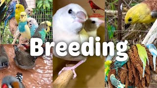 2024 UPDATE  Breeding Birds  Finches Canary Budgies Bird Aviary  S4Ep2 [upl. by Garald467]