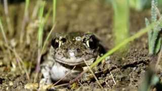 eastern spadefoot toad Pelobates syriacus [upl. by Arvie624]