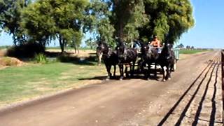 Ted Nuce driving four abreast draft horses [upl. by Notsnarc304]