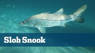 Snook Fishing Light Tackle  Florida Sport Fishing TV  Incredible Underwater Footage [upl. by Meredeth]