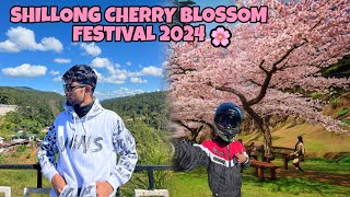 Shillong Cherry Blossom Festival 2024🌸Guwahati to Shillong [upl. by Sualk]