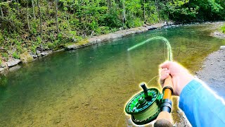 Catching GIANT Brown Trout in a Small Creek 28 Inch Wild Trout [upl. by Knowland]