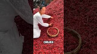 quotHow Chinese Farmers Grow Chillies with Wheat Genius Farming Hackquot virulshort virulshorts [upl. by Kcinom]