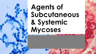 Basic Mycology 03 SUBCUTANEOUS amp SYSTEMIC MYCOSES Mahon 7th ed [upl. by Dolley]