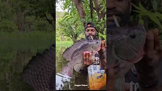 Big tilapia [upl. by Acirtal]