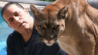 Cougar Man Living With A Mountain Lion [upl. by Itaws]